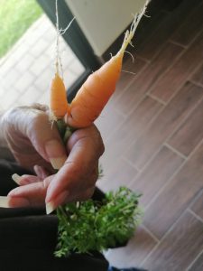 Zanahoria Casa Esco
